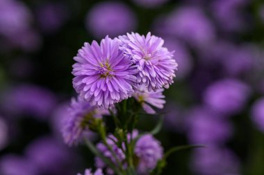 Bahçede çiçek açan yakın plan Marguerite Daisy çiçeği. Açık havada, açık havada mor bir çiçek vurdum..