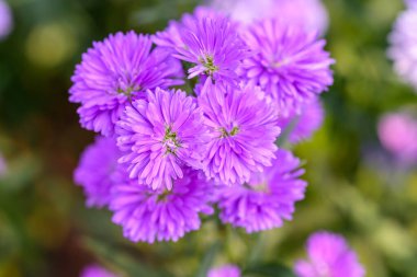 Bahçede çiçek açan yakın plan Marguerite Daisy çiçeği. Açık havada, açık havada mor bir çiçek vurdum..