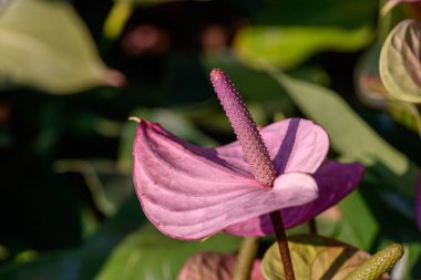 Bahçede açan kırmızı bir Flamingo Çiçeği ya da Andraeanum Çiçeği 'nin yakınında. Araceae ailesi. Açık havada, ışık altında çekilmiş bir çiçek..