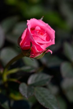 Bahçede açan Pembe Sprey Gül çiçeği. Açık havada, açık havada güller saçan bir çiçek..