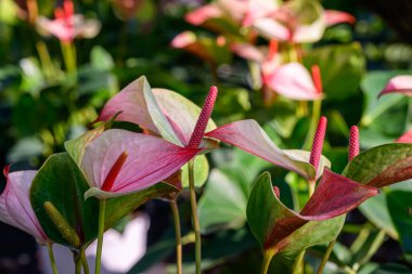 Bahçede açan Kırmızı Flamingo Çiçeği veya Andraeanum Andraeanum Çiçeği. Araceae ailesi. Açık havada, ışık altında çekilmiş bir çiçek..