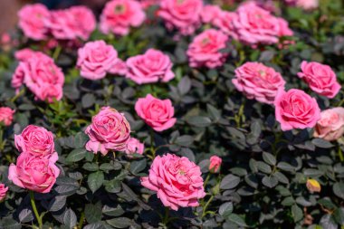 Bahçede açan pembe sprey gül çiçeği. Açık havada, açık havada güller saçan bir çiçek..