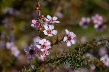 Manuka ya da Tea Tree, bilimsel adı Leptospermum Scoparium 'dur. Çiçek açar ve bahçede tomurcuklanır..