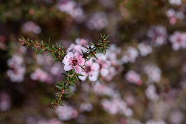 Manuka ya da Tea Tree, bilimsel adı Leptospermum Scoparium 'dur. Çiçek açar ve bahçede tomurcuklanır..