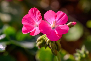 Yakın plan Pembe Geranium çiçekleri yeşil arka planda. Geranium 'un çiçek açan dalı.