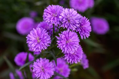 Bahçede çiçek açan yakın plan Marguerite Daisy çiçeği. Açık havada, açık havada mor bir çiçek vurdum..