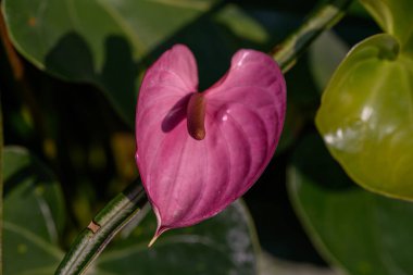 Bahçede açan kırmızı bir Flamingo Çiçeği ya da Andraeanum Çiçeği 'nin yakınında. Araceae ailesi. Açık havada, ışık altında çekilmiş bir çiçek..
