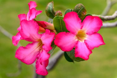 Adenyum obesum çiçeklerini kapat ya da Çöl gülü taze ve ışıl ışıl açsın. Yeşillik yeşilliklere karşı bir dalda büyümek, doğal manzara.