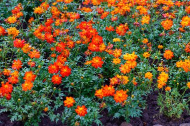 Portakallı Meksika paskalyası ya da bahçede çiçek açan Cosmos çiçekleri, güzel Meksika paskalya çiçekleri. Asteraceae ailesi. Açık havada, ışık altında çekilmiş bir çiçek..