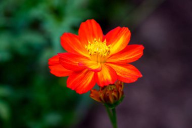 Yakın plan Orange Mexico aster ya da kozmos çiçeği bahçede çiçek açıyor, Asteraceae ailesi. Güzel Meksika paskalya çiçeği. Açık havada, ışık altında çekilmiş bir çiçek..