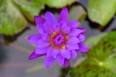 Çiçek açan Nymphaea nouchali 'ye ya da havzasında yeşil yaprak olan nilüfer çiçeklerine yakın çekim. Havzadaki güzel nilüfer çiçeği süslemesi.