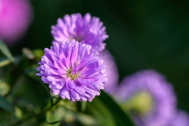 Bahçede çiçek açan yakın plan Marguerite Daisy çiçeği. Açık havada, açık havada mor bir çiçek vurdum..