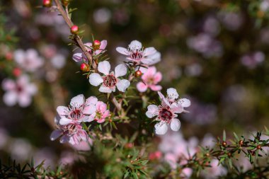Manuka ya da Tea Tree, bilimsel adı Leptospermum Scoparium 'dur. Çiçek açar ve bahçede tomurcuklanır..
