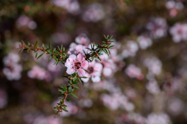 Manuka ya da Tea Tree, bilimsel adı Leptospermum Scoparium 'dur. Çiçek açar ve bahçede tomurcuklanır..
