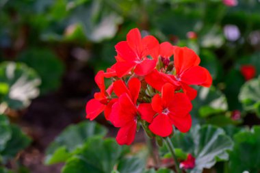 Kırmızı sardunya çiçeklerini yakın plan yeşil arka planda. Geranium 'un çiçek açan dalı.