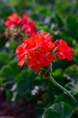 Kırmızı sardunya çiçeklerini yakın plan yeşil arka planda. Geranium 'un çiçek açan dalı.