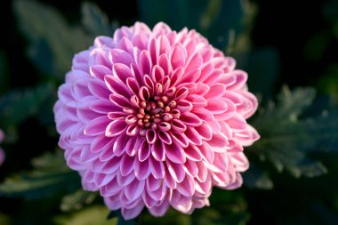 Yakın plan Pembe Pompon Kasımpatı çiçeği bahçede çiçek açıyor, güzel bir ponpon çiçeği. Açık havada Pembe Pompon çiçeği..