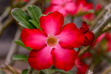 Adenyum obesum çiçeklerini kapat ya da Çöl gülü taze ve ışıl ışıl açsın. Yeşillik yeşilliklere karşı bir dalda büyümek, doğal manzara.