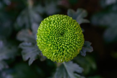 Pompon Dahlias Flowers in the Garden, beautiful pompon flower