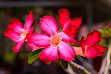 Adenyum obesum çiçeklerini kapat ya da Çöl gülü taze ve ışıl ışıl açsın. Yeşillik yeşilliklere karşı bir dalda büyümek, doğal manzara.
