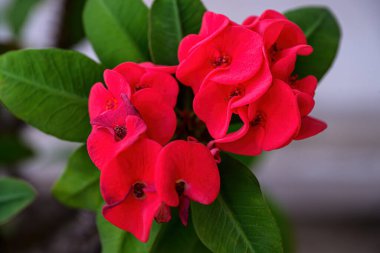 Euphorbia milli çiçeği ya da dikenli taç bitkisi güzel zıt sarı pudingler, yeşil yapraklar, dikenli sapları olan parlak kırmızı çiçekler. İyi şans getirdiğine inanılıyor.