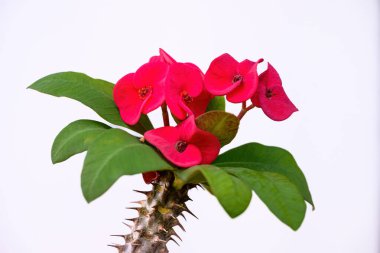 Euphorbia milli çiçeği ya da dikenli taç bitkisi güzel zıt sarı pudingler, yeşil yapraklar, dikenli sapları olan parlak kırmızı çiçekler. İyi şans getirdiğine inanılıyor.