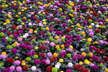 Pompon Dahlias Flowers in the Garden, beautiful pompon flower