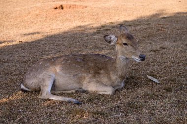 Benekli Geyik sahada yerde yatıyor. Güzel benekli bir geyik doğal bir açık hava manzarası..