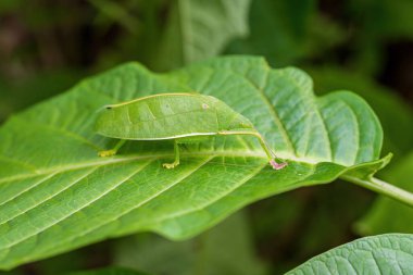 Pseudophyllus titan ya da yeşil yapraklı dev yaprak katydid 'i kapatın. Hayvan yaşamı dev yaprak böceği.