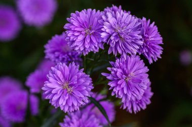 Bahçede çiçek açan yakın plan Marguerite Daisy çiçeği. Açık havada, açık havada mor bir çiçek vurdum..