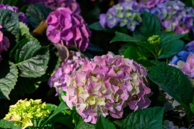 Bahçedeki güzel çiçek açan ortancalar. Bahçede çiçekler. 