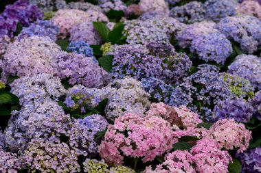 Bahçedeki güzel çiçek açan ortancalar. Bahçede çiçekler. 