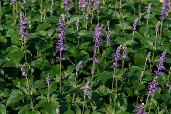 Mavi Salvia çiçekleri Chiang Mai, Tayland 'da bir bahçede çiçek açıyor. Baharda açan mavi çiçek. 