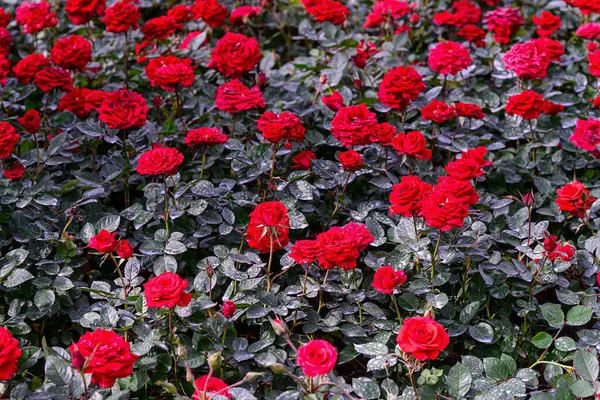 Tayland 'da, bahçede açan Gül Çiçeği Spreyi. Sprey Güllerin Çiçeklerinin Kapanışı.