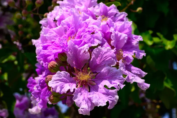 Lagerstroemia Specosa çiçeği yemyeşil yapraklara karşı bir dalda çiçek açar. Çiçek açan ve duvar kağıdı veya arkaplan için güzel bir kullanım alanı olan mor çiçek.