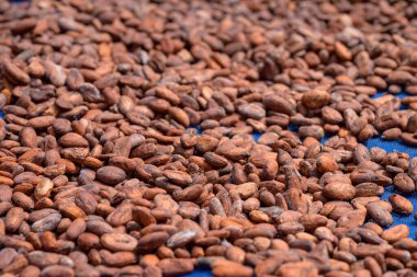 Kakao çekirdekleri açık havada doğal olarak kurur. Kakao fasulyesi çikolata yapmak için gerekli hammaddedir.