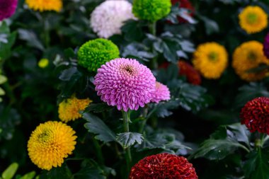 Pompon Dahlias Flowers in the Garden, beautiful pompon flower