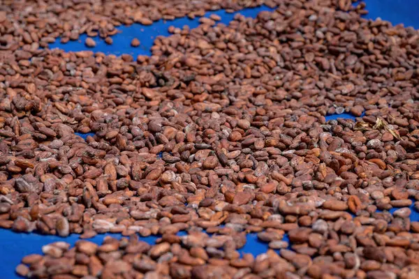 Kakao çekirdekleri açık havada doğal olarak kurur. Kakao fasulyesi çikolata yapmak için gerekli hammaddedir.