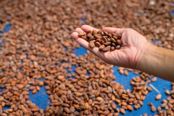 Eli kurumuş kakao çekirdeklerini aldı ve onları inceledi. Kakao fasulyesi çikolata yapmak için gerekli hammaddedir.