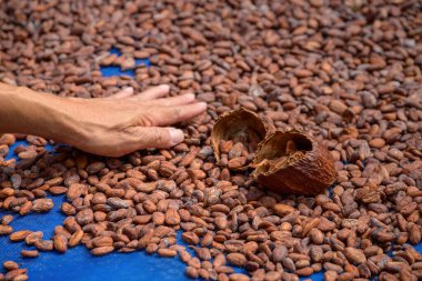 Kakao çekirdekleri açık havada doğal olarak kurur. Kakao fasulyesi çikolata yapmak için gerekli hammaddedir.