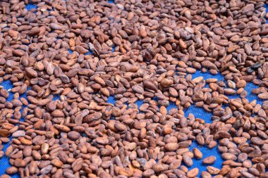 Kakao çekirdekleri açık havada doğal olarak kurur. Kakao fasulyesi çikolata yapmak için gerekli hammaddedir.