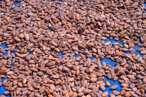 Kakao çekirdekleri açık havada doğal olarak kurur. Kakao fasulyesi çikolata yapmak için gerekli hammaddedir.