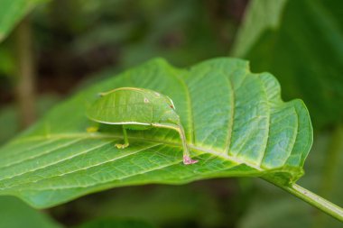 Pseudophyllus titan ya da yeşil yapraklı dev yaprak katydid 'i kapatın. Hayvan yaşamı dev yaprak böceği.