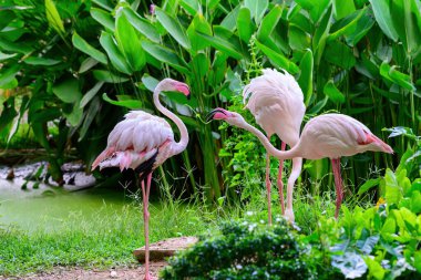 Büyük flamingoların yakın plan çekimi..