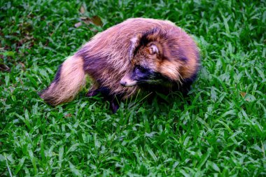 Rakun ya da rakun köpeği çimlerin üzerinde oturuyor. Japon Rakun Köpeği Japonya 'da memelidir.