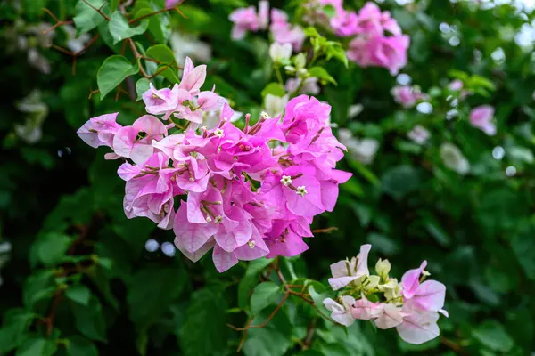 Bougainvillea çiçekleri yaz mevsiminde ağaçtaki yemyeşil yapraklar arasında güzel bir şekilde çiçek açarlar. Duvar kağıdı desen arkaplanı.