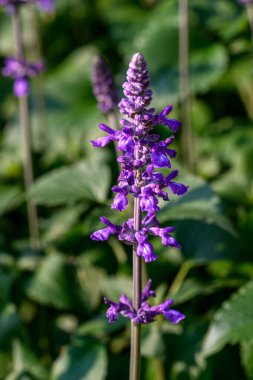 Mavi Salvia çiçekleri Chiang Mai, Tayland 'da bir bahçede çiçek açıyor. Baharda açan mavi çiçek. Makro çekim detaylarını gösteriyor.