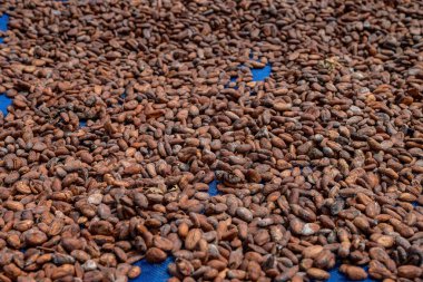 Kakao çekirdekleri açık havada doğal olarak kurur. Kakao fasulyesi çikolata yapmak için gerekli hammaddedir.