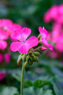 Yakın plan Pembe Geranium çiçekleri yeşil arka planda. Geranium 'un çiçek açan dalı.
