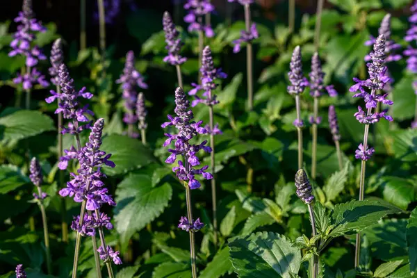 Mavi Salvia çiçekleri Chiang Mai, Tayland 'da bir bahçede çiçek açıyor. Baharda açan mavi çiçek. 